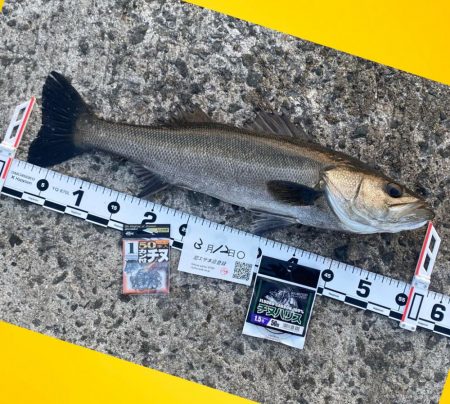 最後にハネを釣り納竿