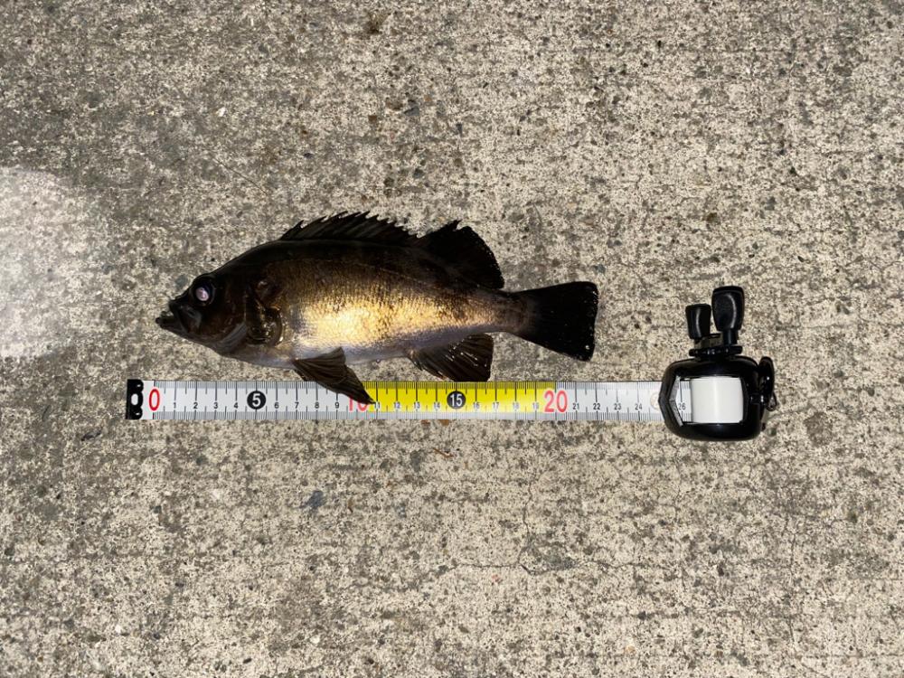 淡路島メバリング