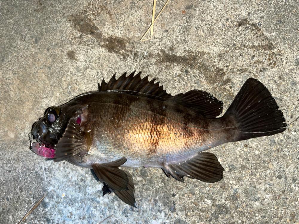 湾奥メバリング