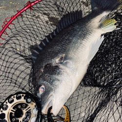 ヘチってきました