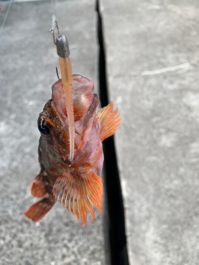 ガシラはズッ友