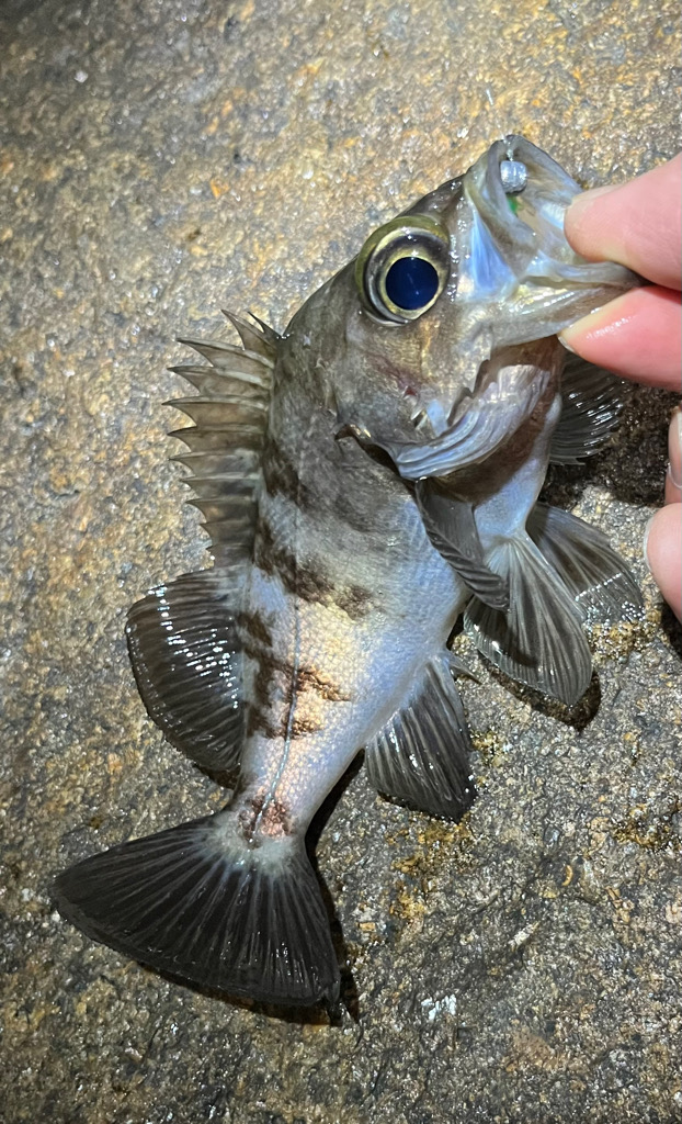 春メバル開幕か？