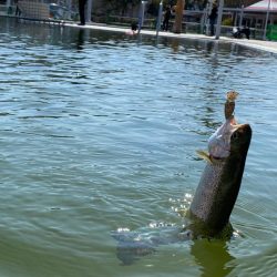 亀岡　かめプー　かめぷー