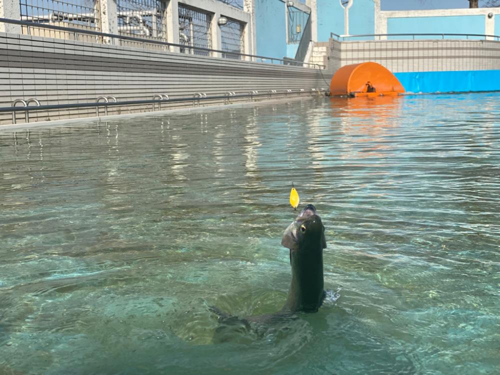 かめプー　ドッカン祭りの放流日