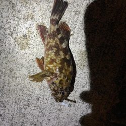 ノマセには反応無し