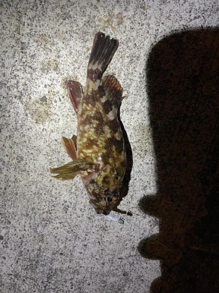 ノマセには反応無し