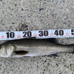 朝マヅメシーバス2本