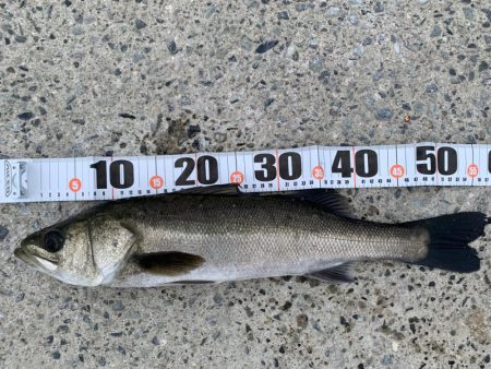 朝マヅメシーバス2本