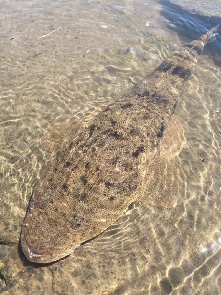 お花見フィッシング