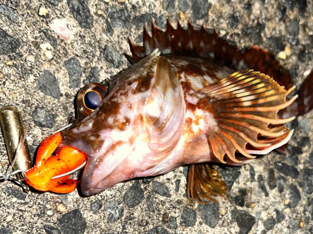 ロックフィッシュ