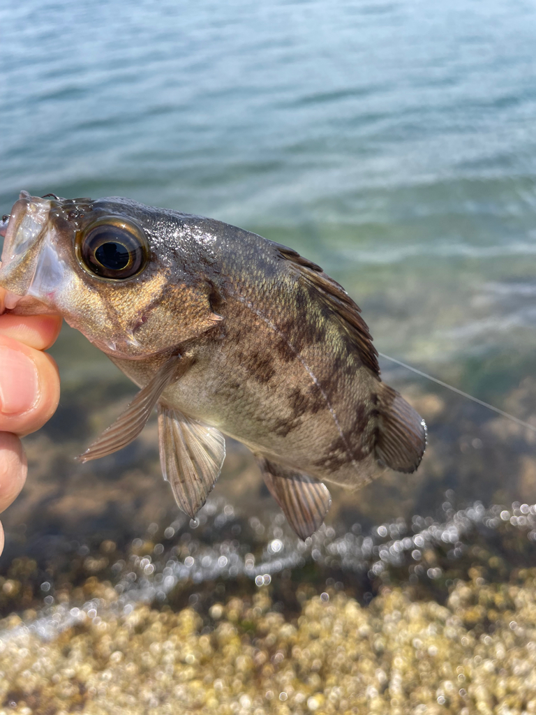 久々のメバリング