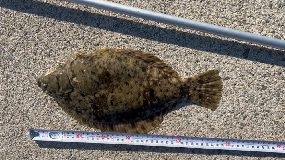 淡路島の春カレイ