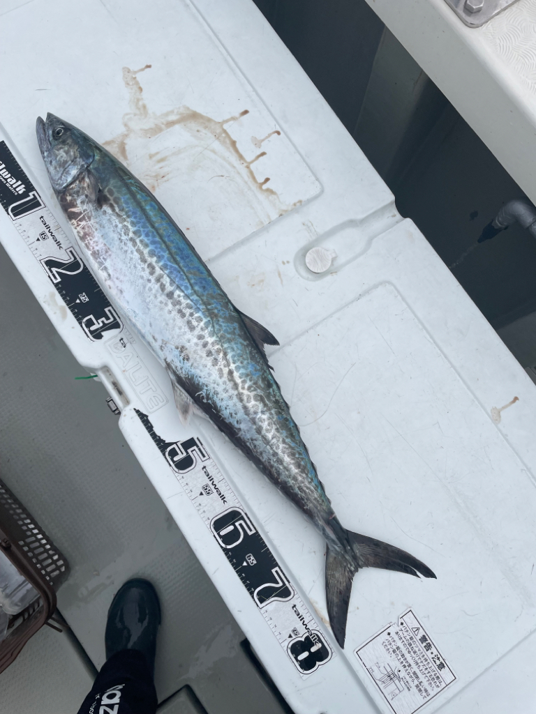 丹後ジギング2日目