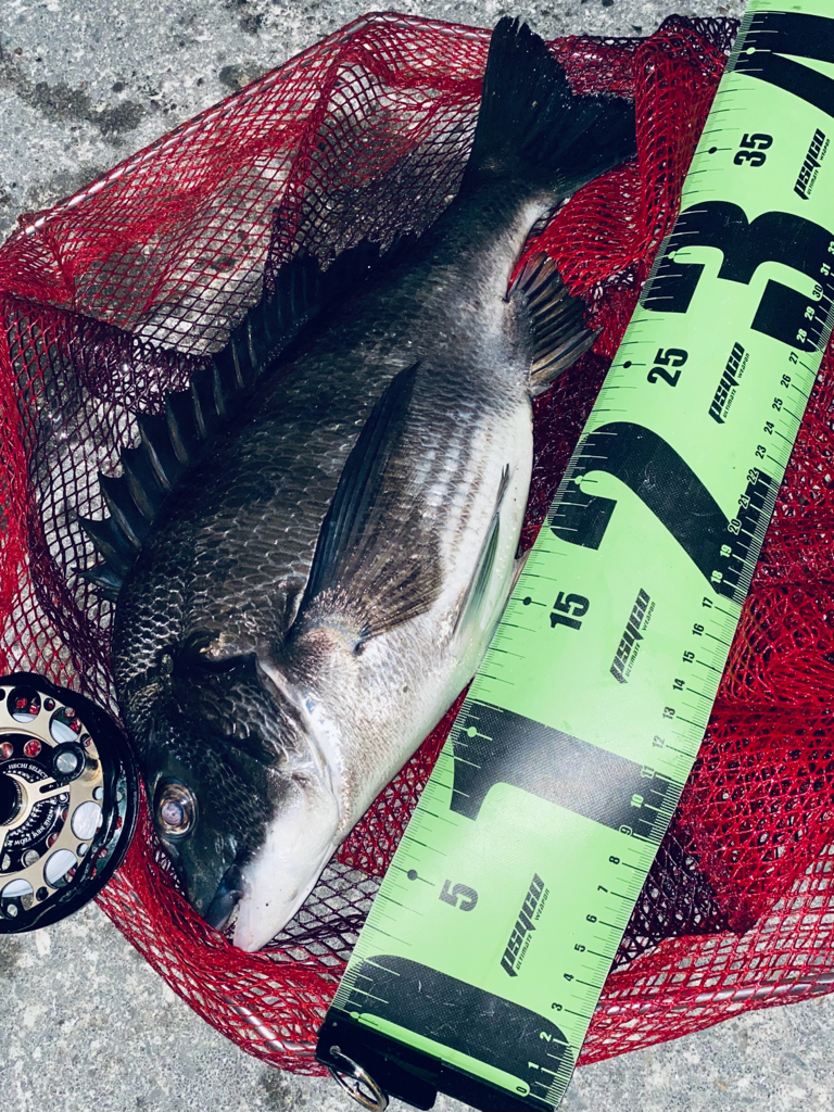 ヘチってきました