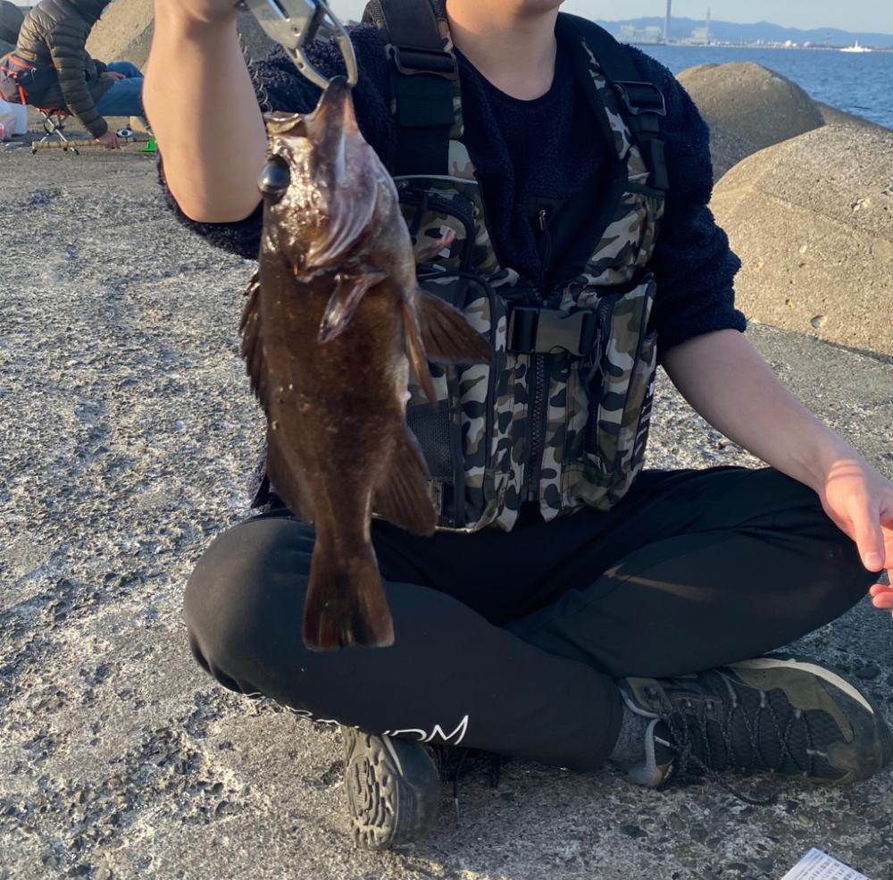 カサゴ釣りたい