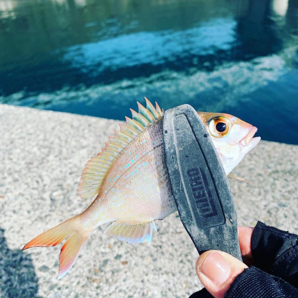 期待薄。調査に。