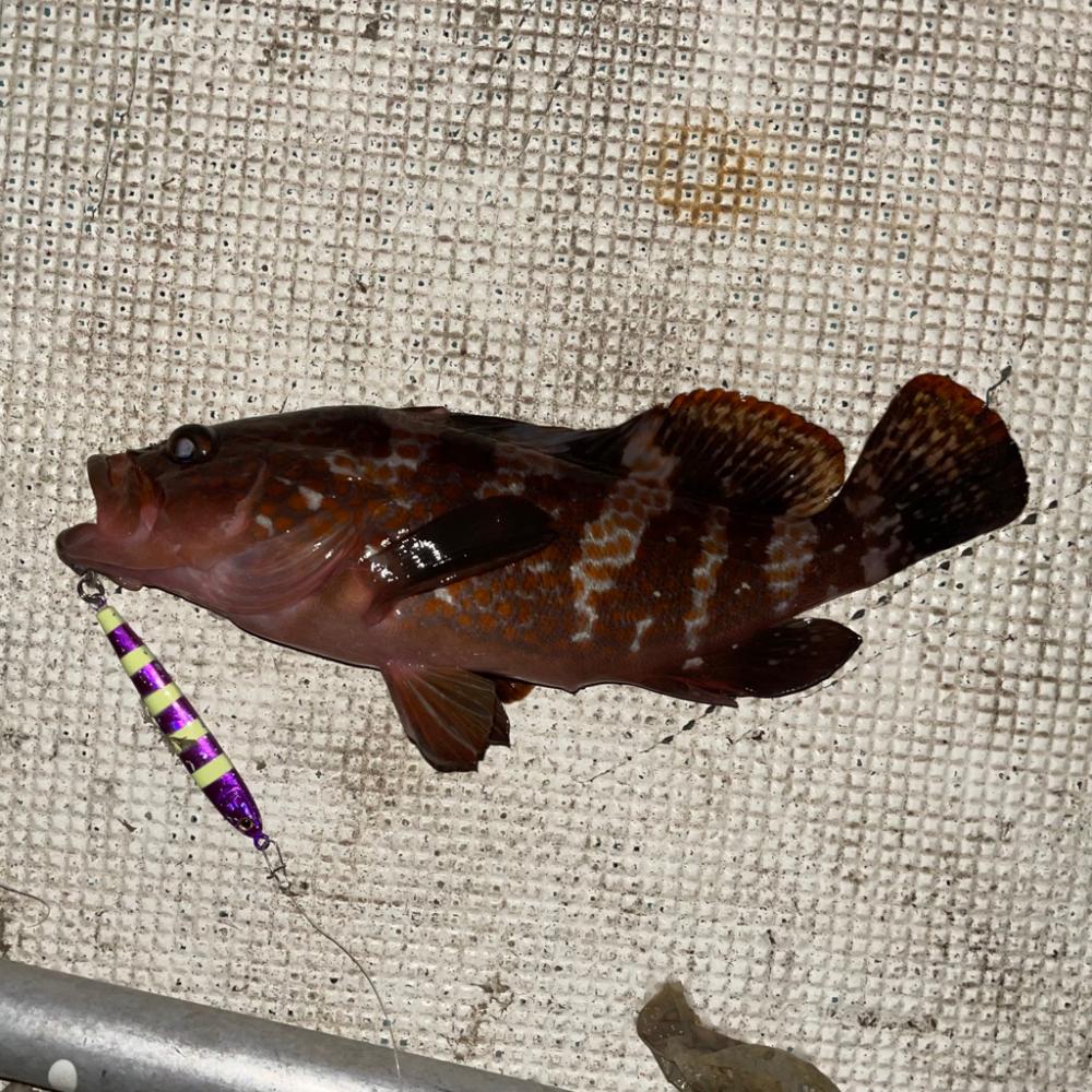 ボートチヌジギング