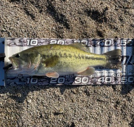 初バス2匹get🐟