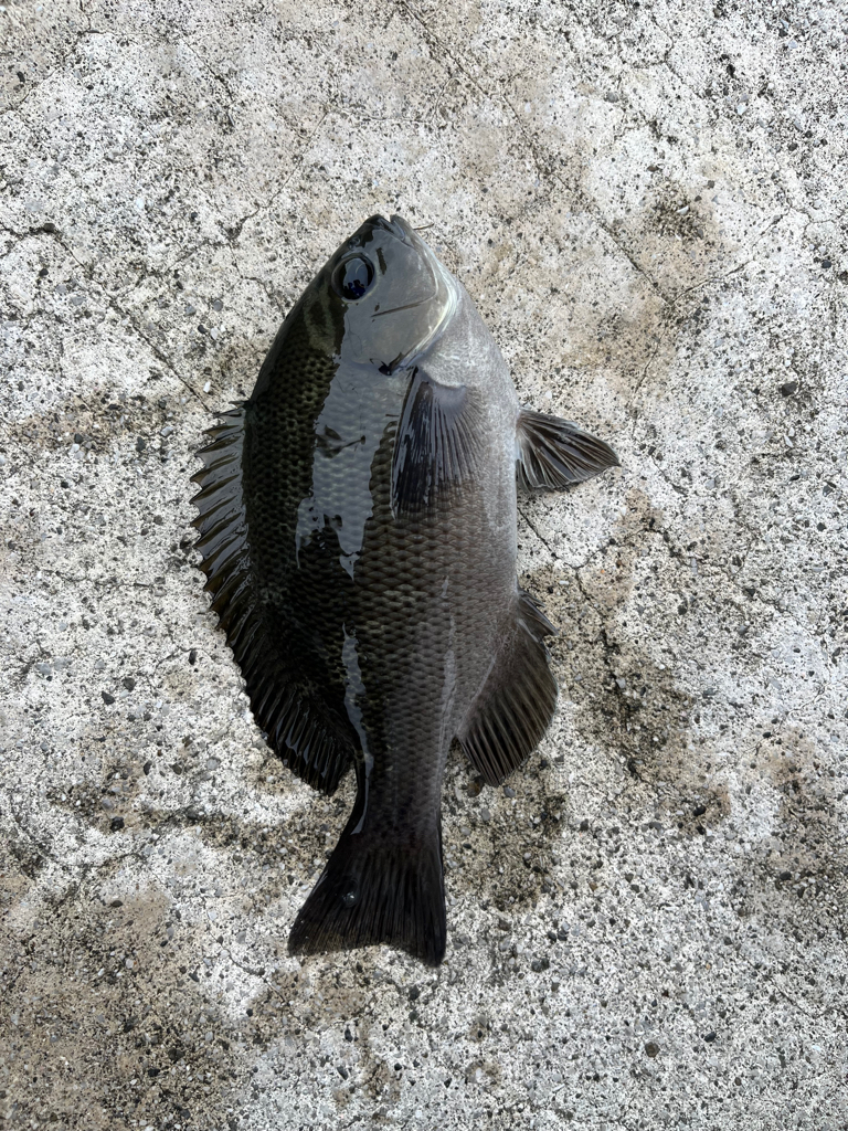 のんびり堤防でフカセ