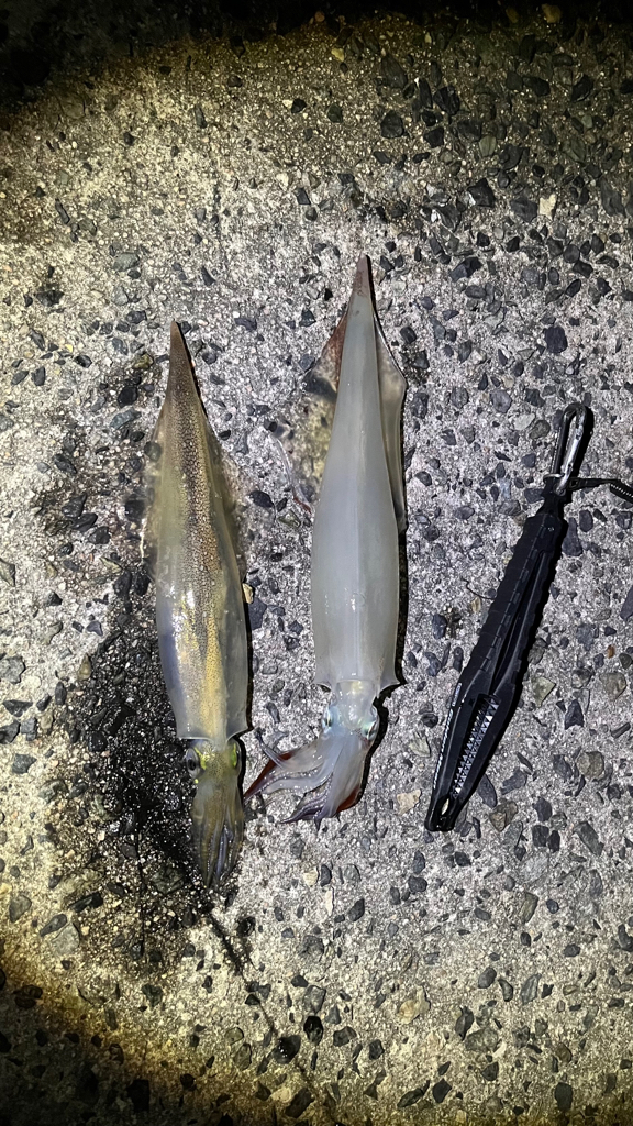 ヤリイカ釣り(๑˃̵ᴗ˂̵)