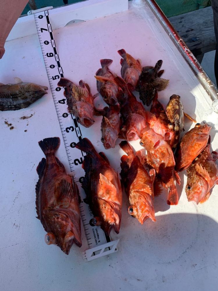 タイラバは難しかった…