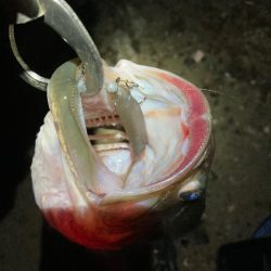 春バス2連発！！