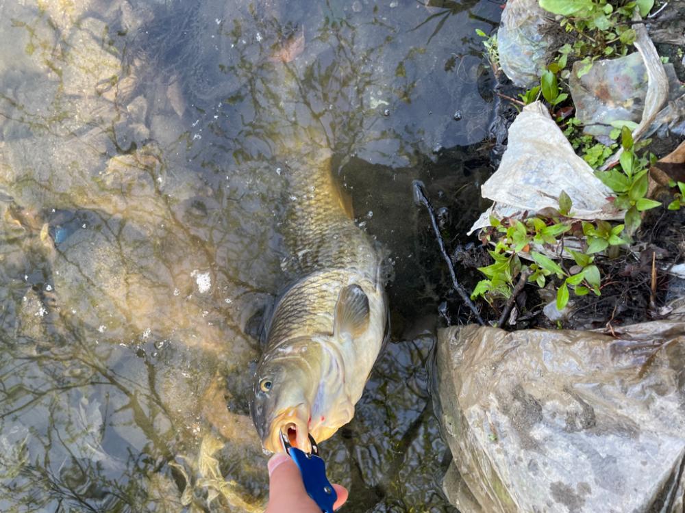 コイをいただきます