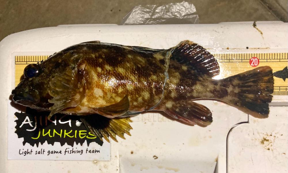 メバル調査で釣果はガッシー