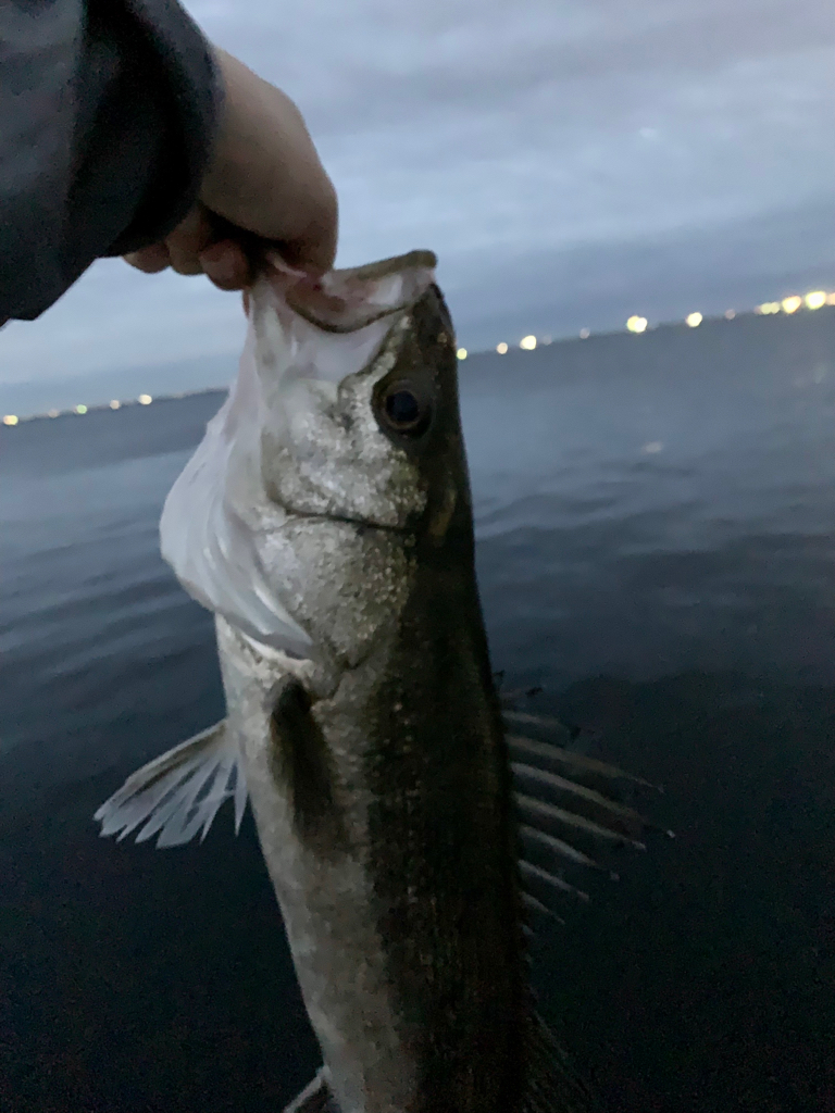 雨前のシーバスゲーム