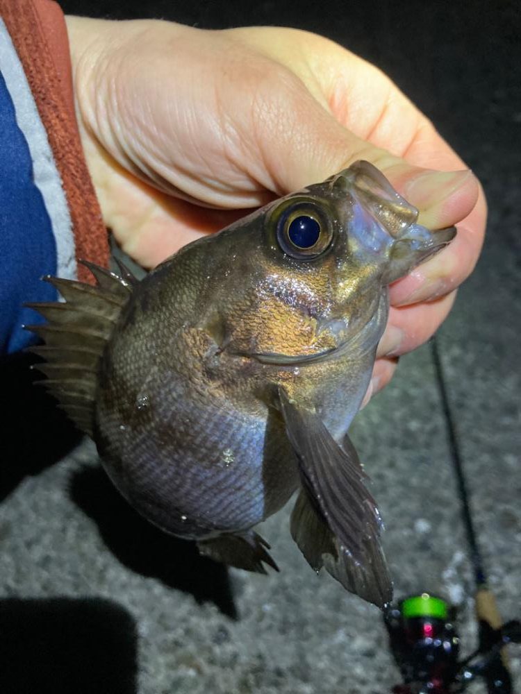 春めいて来ました