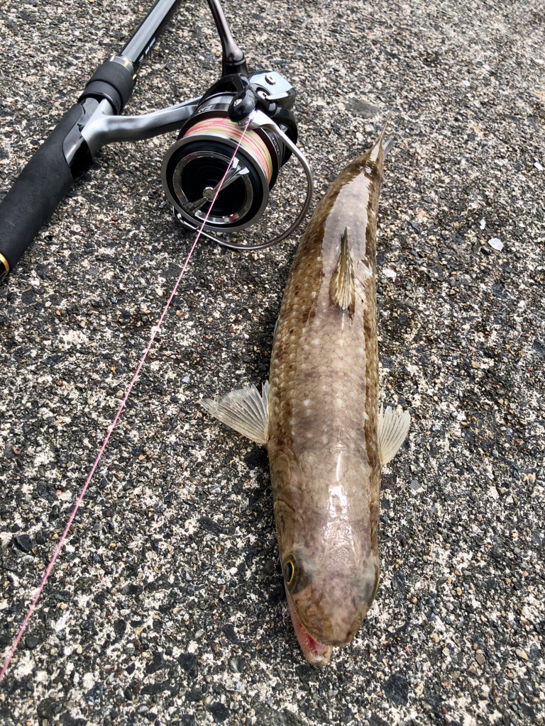 奄美釣り旅2日目