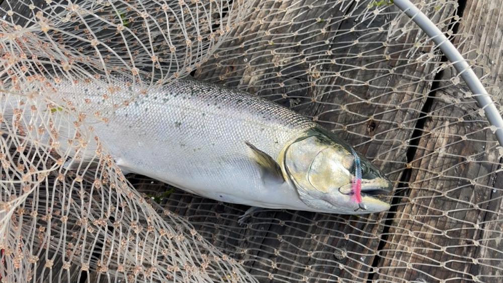 釣堀海恵のサーモンコーナー