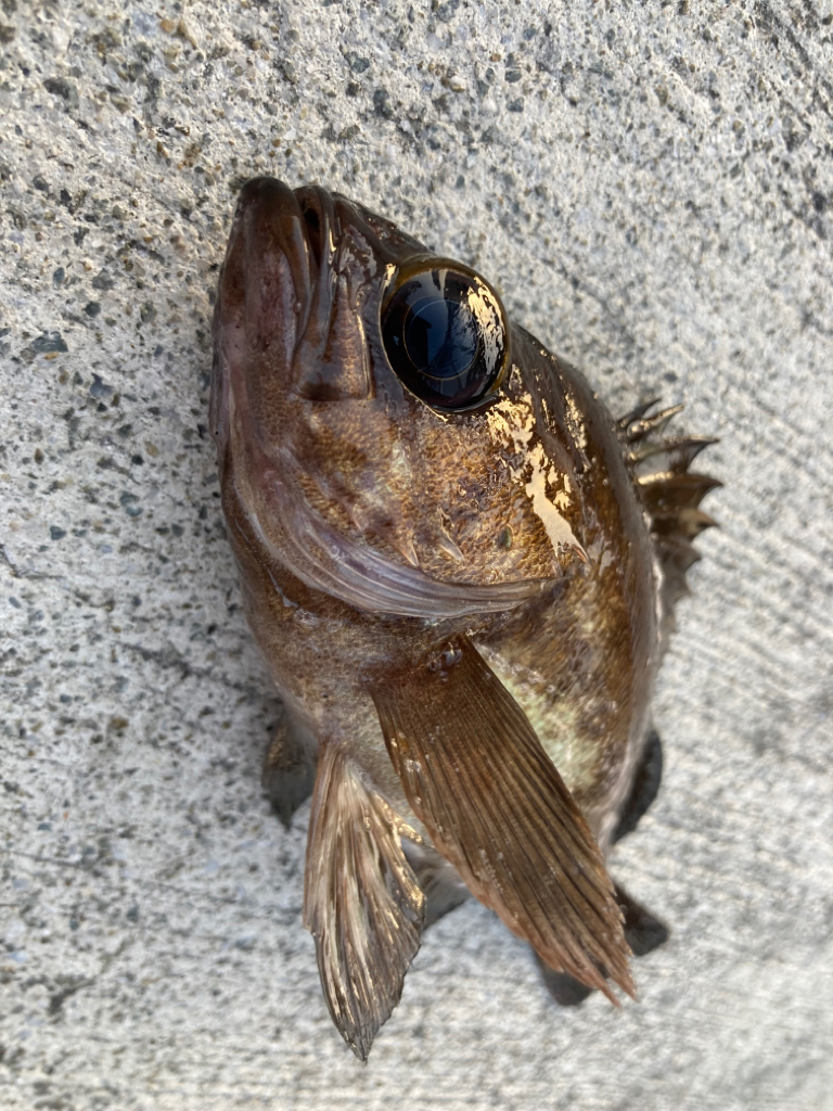 魚の活性が高くなってきました