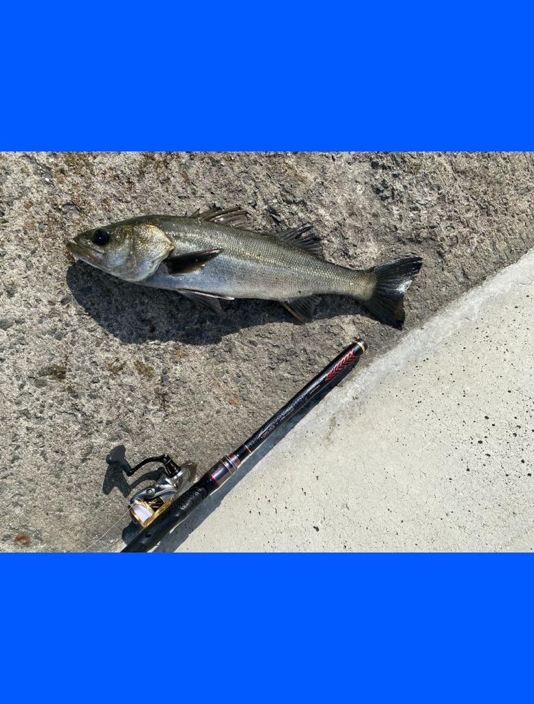 ドンと来る引きごたえスズキ70