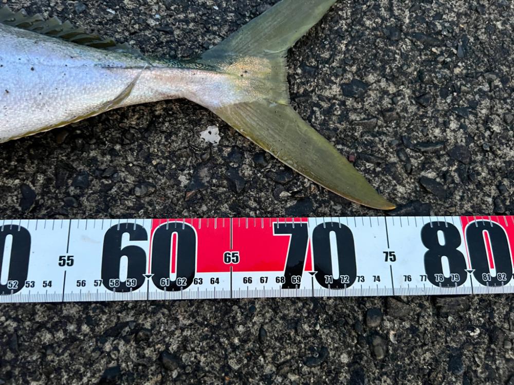 久しぶりにいつもの堤防で