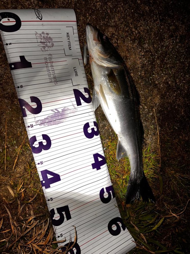 ハクについたシーバス