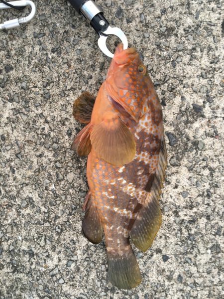 釣り博の余韻に浸りながら釣りに!!