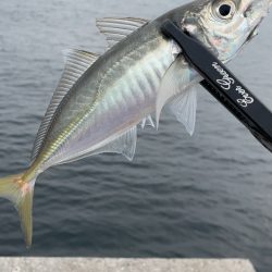 デイアジング♪