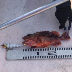 3/12 伊島沖ジギング&ジグサビ…