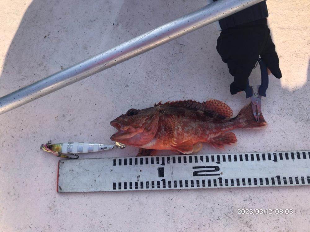 3/12 伊島沖ジギング&ジグサビキ