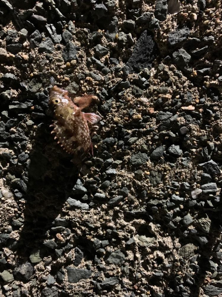 可愛いサイズですが釣れました⭐️