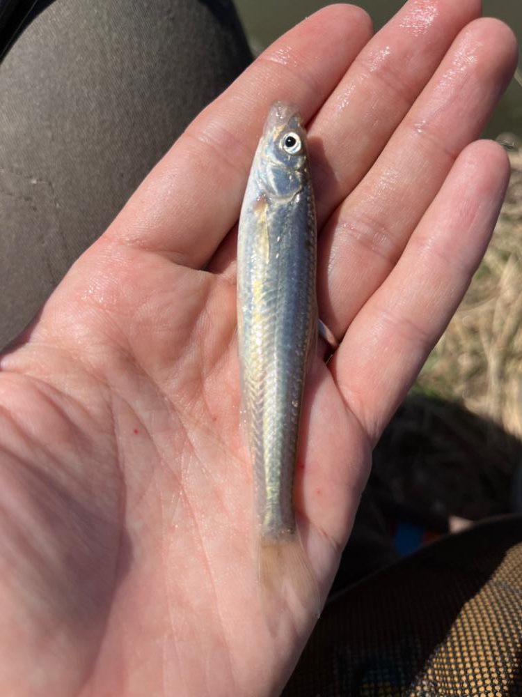 モロコと戯れる日向ぼっこ