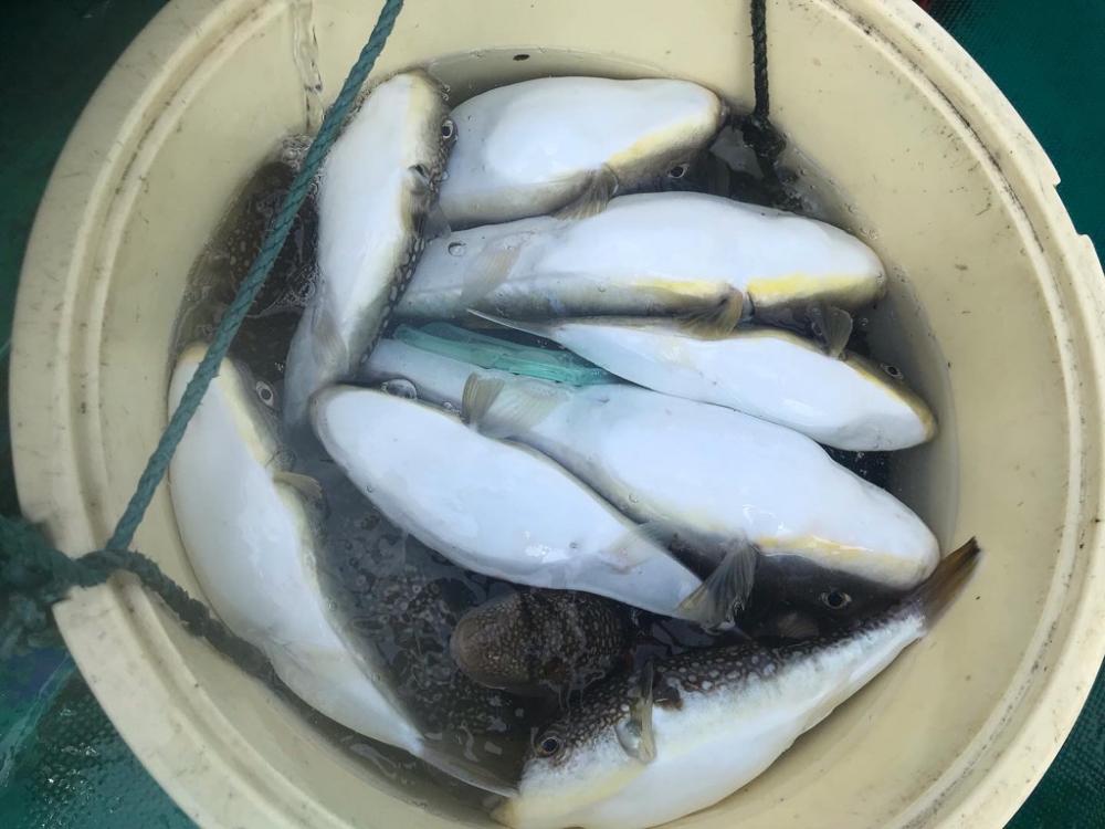 デカフグダービー参戦