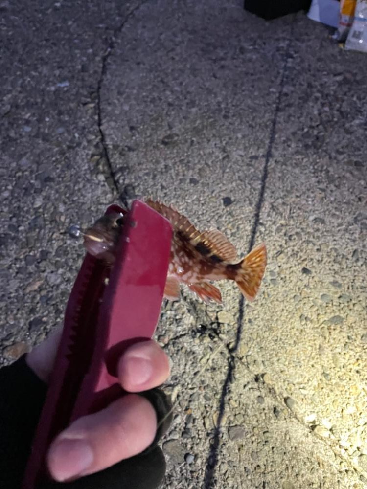 久々に海へアジング