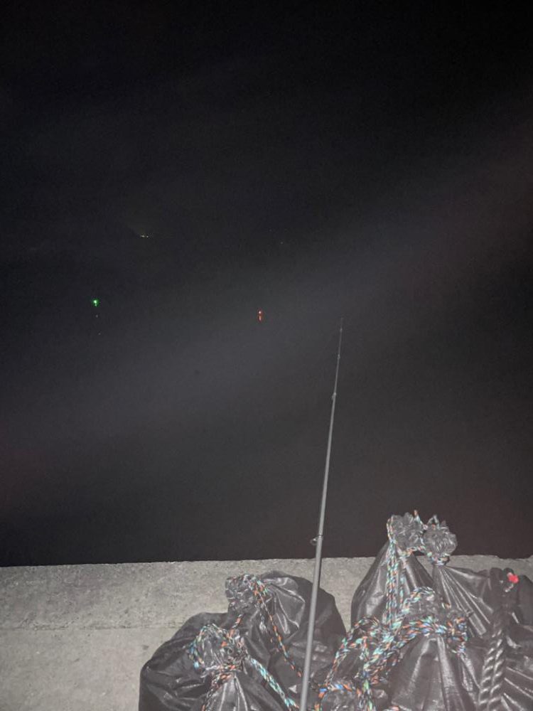 テーラーでヤリイカ