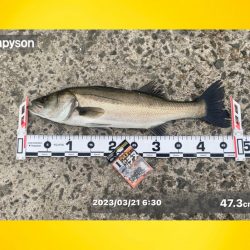 連続のアタリに良い魚の活性