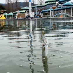 亀プー　エリアトラウト