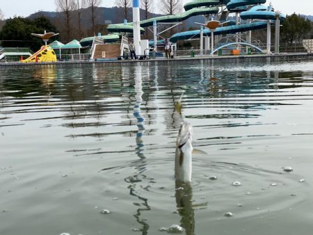 亀プー　エリアトラウト