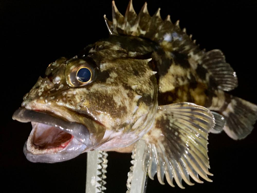 27cmメタボガッシー