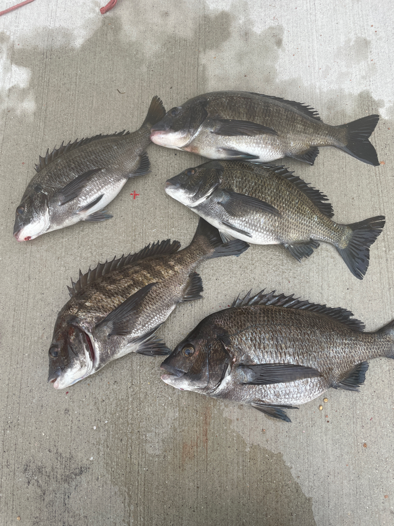 チヌ乗っ込み♪